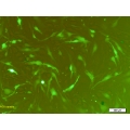 GFP Expressing Mouse Cells